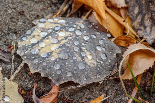 Morning dew on a fallen leaf during autumn