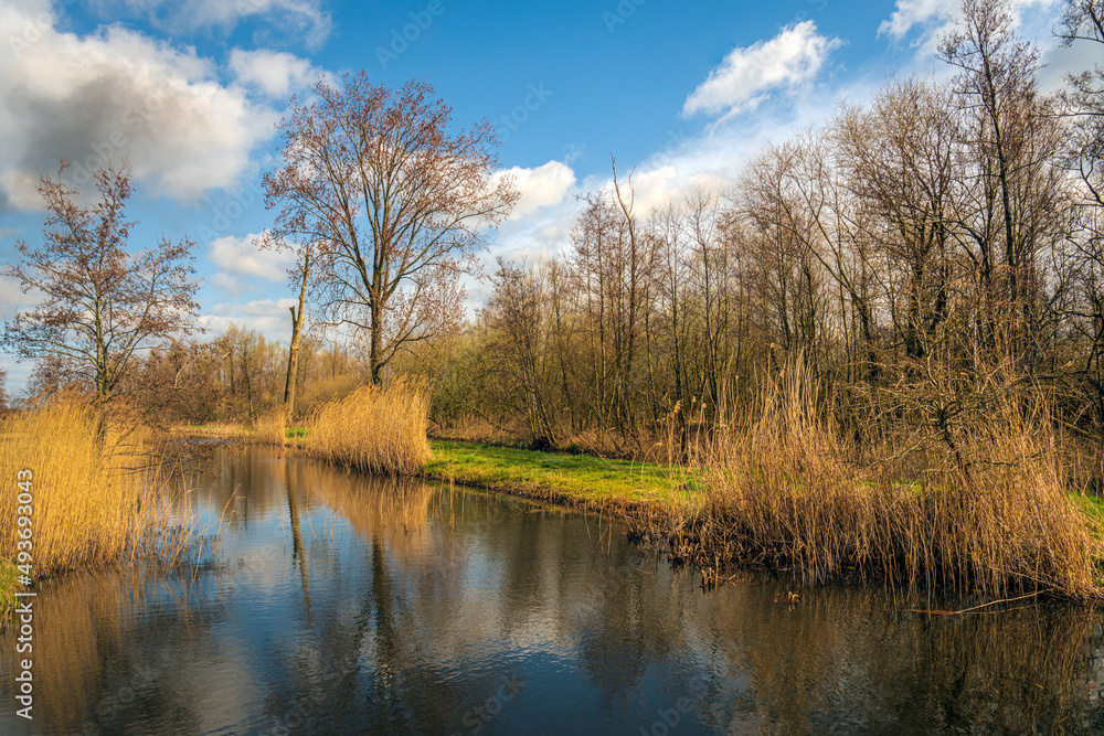 Dutch nature reserve on a sunny and windless day. The bare trees, yellowed reeds and clouds are perfectly reflected in the smooth water surface of the creek. Winter is almost over. Dutch nature reserve on a sunny and windless day. The bare trees, yellowed reeds and clouds are perfectly reflected in the smooth water surface of the creek. Winter is almost over.