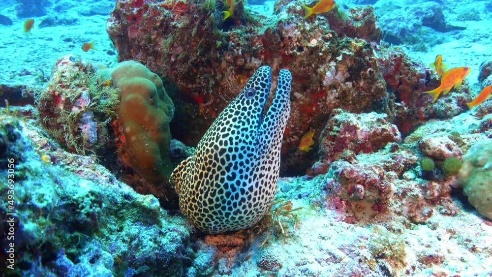 Leopard moray eel in its hole Leopard moray eel in its hole