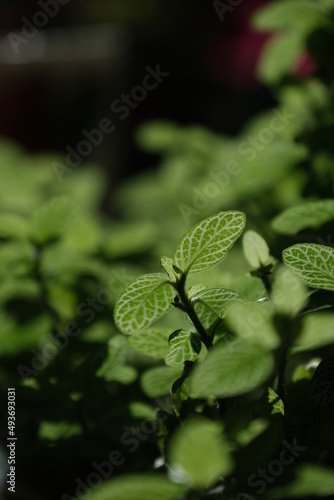 green leaves macro
