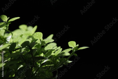 green leaves macro on black background