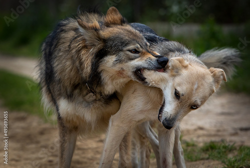 Dog and wolf fighting