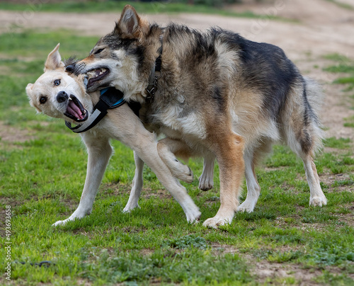Dog and wolf fighting