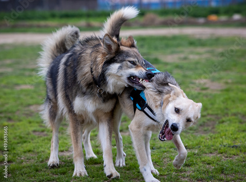 Dog and wolf fighting