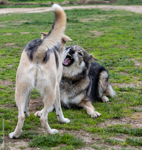 Dog and wolf fighting
