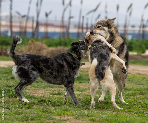 Dog and wolf fighting