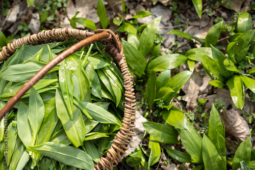 Basket full with frest wild garlic from the forest