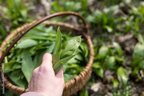 PIcking Fresh young wild garlic in the nearest forest