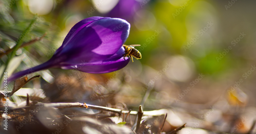 Krokusy i pszczoła zbierająca pyłek - obrazy, fototapety, plakaty 