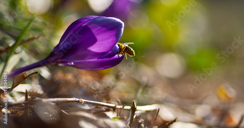 Krokusy i pszczoła zbierająca pyłek