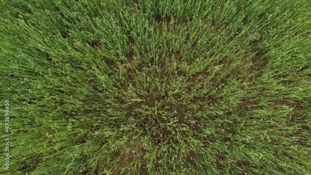 Cebada o Trigo en campo. Concepto de agricultura, industrias alimentarias. Cebada o Trigo en campo. Concepto de agricultura, industrias alimentarias.