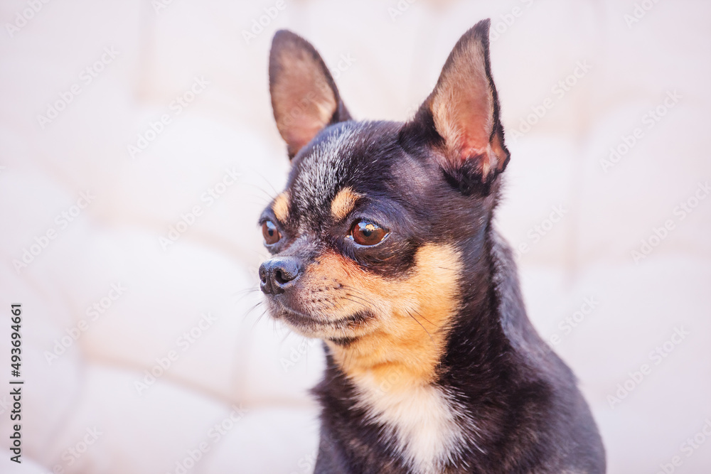 Chihuahua dog tricolor on a beige background. Animal, dog.