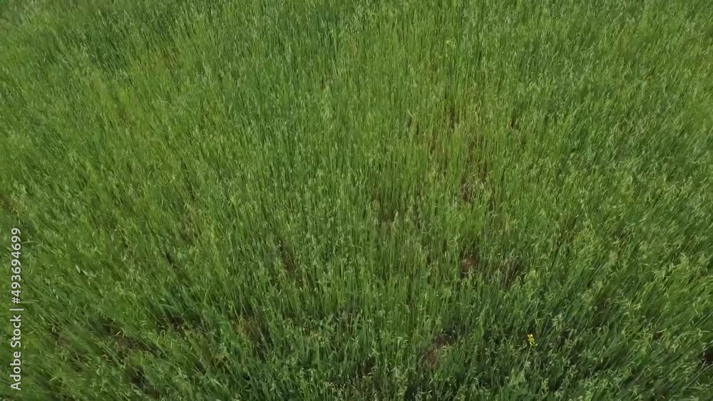 Cebada o Trigo en campo. Concepto de agricultura, industrias alimentarias. Cebada o Trigo en campo. Concepto de agricultura, industrias alimentarias.