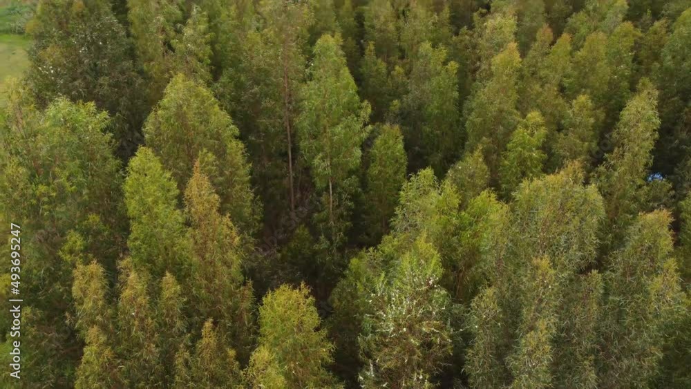 Bosque de eucaliptos con Drone. Concepto de naturaleza. Bosque de eucaliptos con Drone. Concepto de naturaleza.
