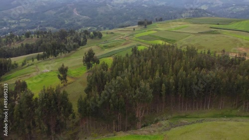 Bosque de eucaliptos con Drone. Concepto de naturaleza. photo
