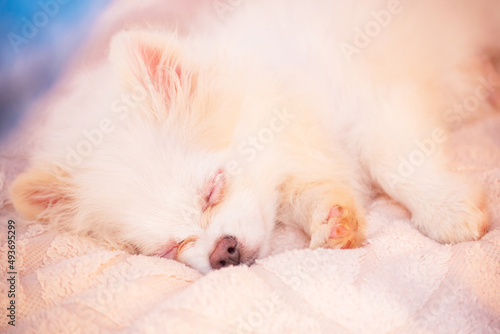 Pomeranian Spitz puppy sleeps on a beige plaid. Cute puppy.