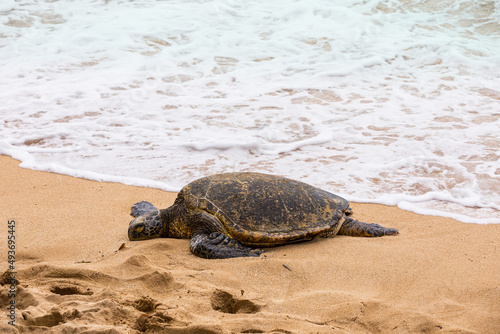 Hawaiian Green Sea Turtle on the Pacific Ocean in Hawaii Beach. Selective focus.