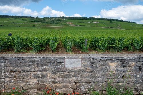 Famous clos vineyards with stone walls near Nuits-Saint-Georges in Burgundy wine region, France photo