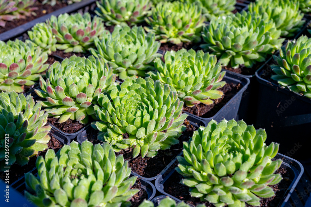 Variety of sempervivum succulent plants for garden landscape design Variety of sempervivum succulent plants for garden landscape design