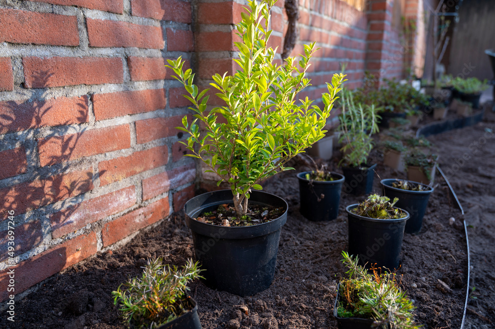 Garden reconstruction works in progress, new plants ready for planting in spring Garden reconstruction works in progress, new plants ready for planting in spring