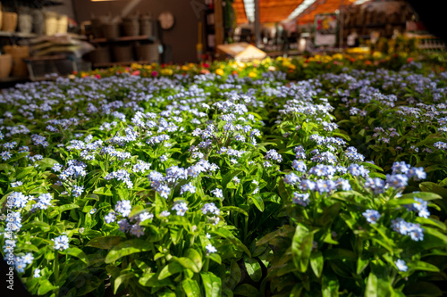 Fototapeta Naklejka Na Ścianę i Meble -  Light blue blossom of forget-me-not spring garden flowers