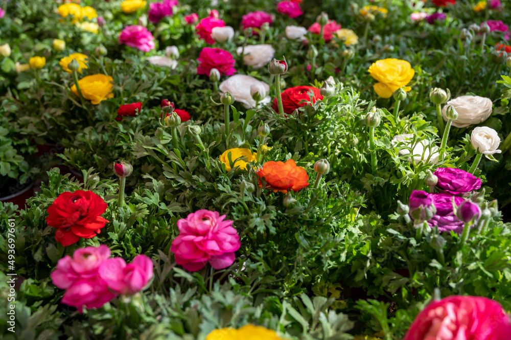 Colorful spring ranunculus flowers in pots for sale in garden shop