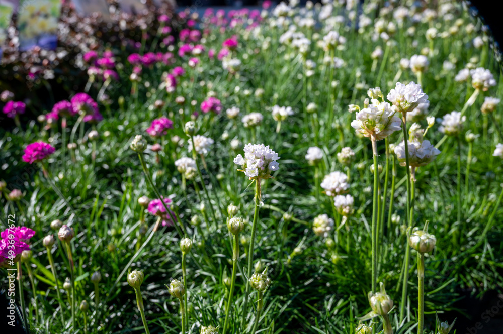 Perennial spring white flowers for the garden for sale in garden shop