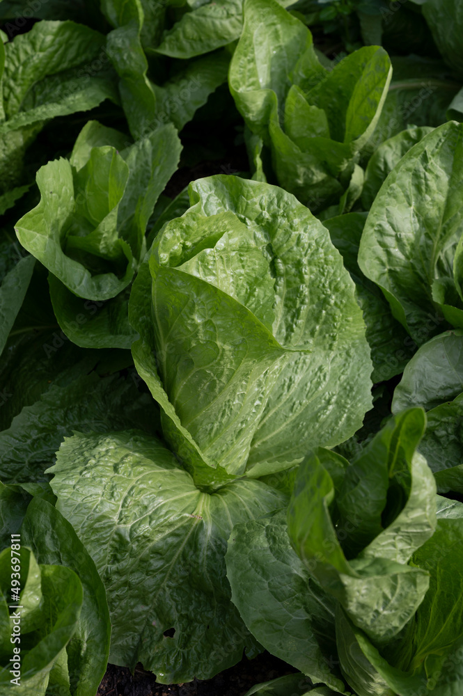 Healthy food, green leaf lettuce salad growing in eco garden Healthy food, green leaf lettuce salad growing in eco garden
