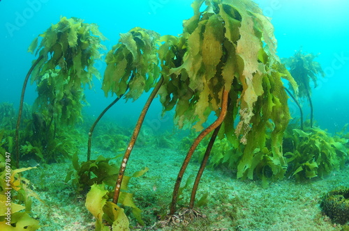 In deeper water brown stalked kelp Ecklonia radiata gets less dense with stalks much longer. Location: Leigh New Zealand