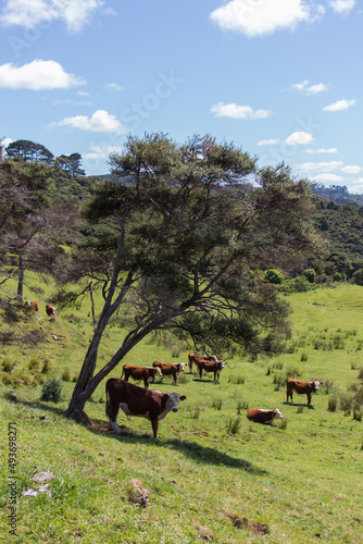 Cows grazing on a field, New Zealand. photo
