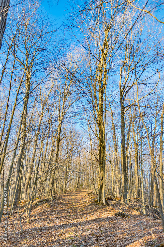 Early spring hike, hiking trail during perfect spring day with blue sky and clouds, backgrounds texture, spring bloom. Early spring hike, hiking trail during perfect spring day with blue sky and clouds, backgrounds texture, spring bloom.