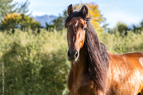 Portrait of a beautiful brown pura raza espanola gelding horse outdoors