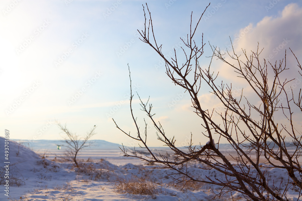 beautiful frosty tree in winter beautiful frosty tree in winter
