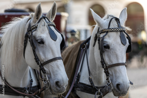 Horse duo in the city of Vienna, Austria.