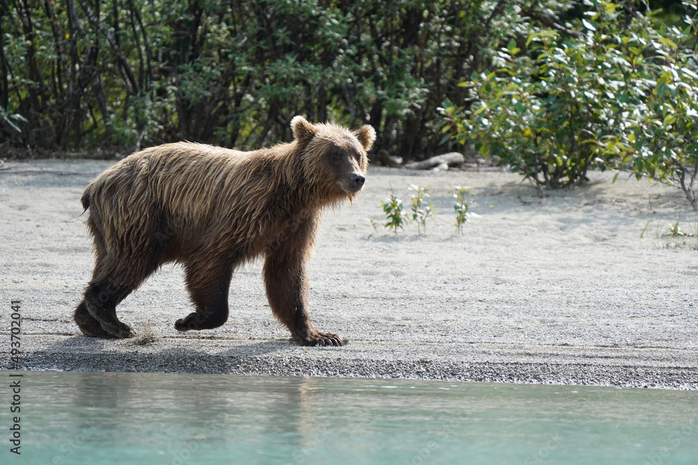Fototapeta premium brown bear cub
