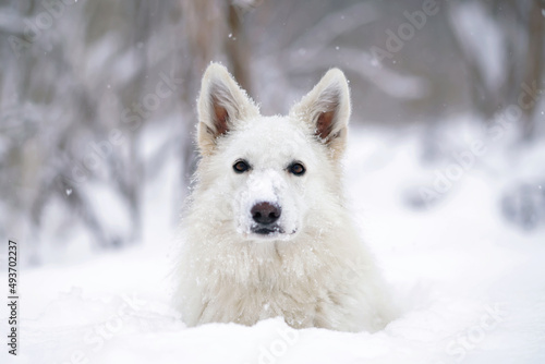 The portrait of a cute long-haired White Swiss Shepherd dog lying down in a snow in winter © Eudyptula
