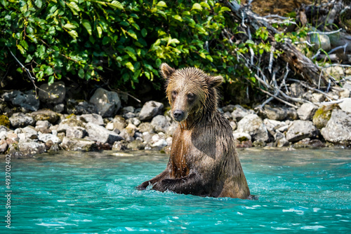 brown bear in water © Zach