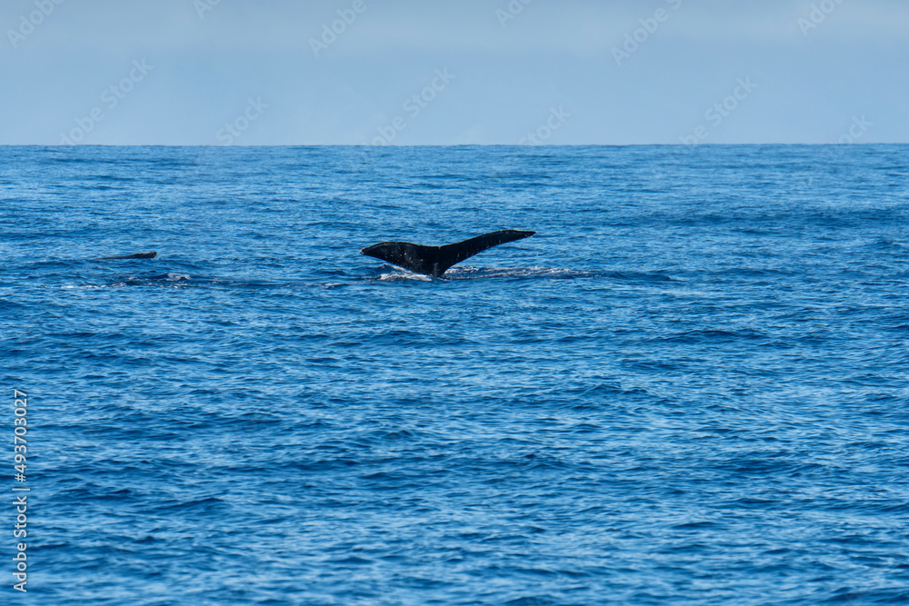 Fototapeta premium Whale swimming in the pacific ocean with tail showing.