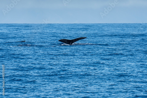 Whale swimming in the pacific ocean with tail showing.