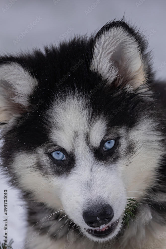 Small husky puppy with bright blue eyes laying in the snow