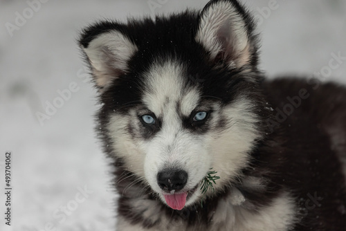 young black and white siberian husky puppy