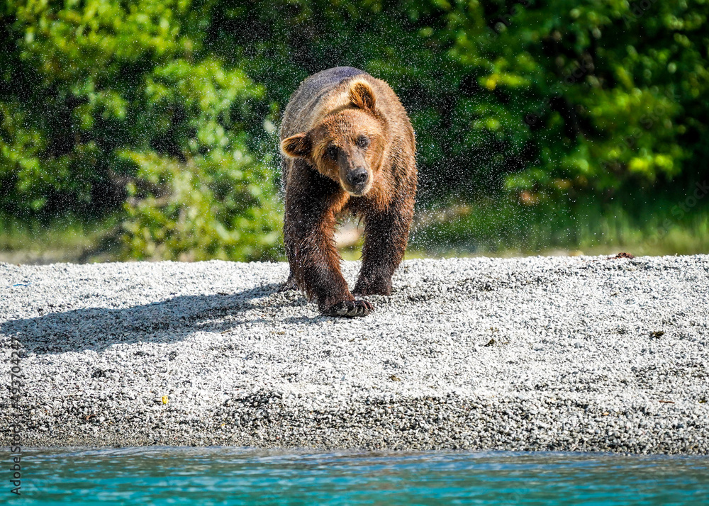 Fototapeta premium brown bear cub