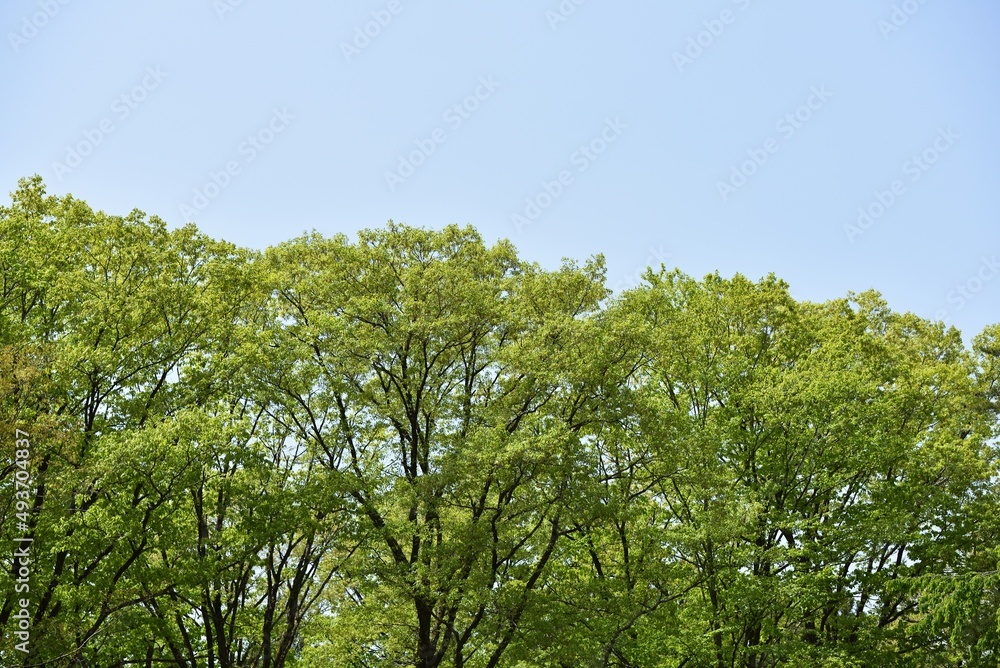 environmental image of green forest