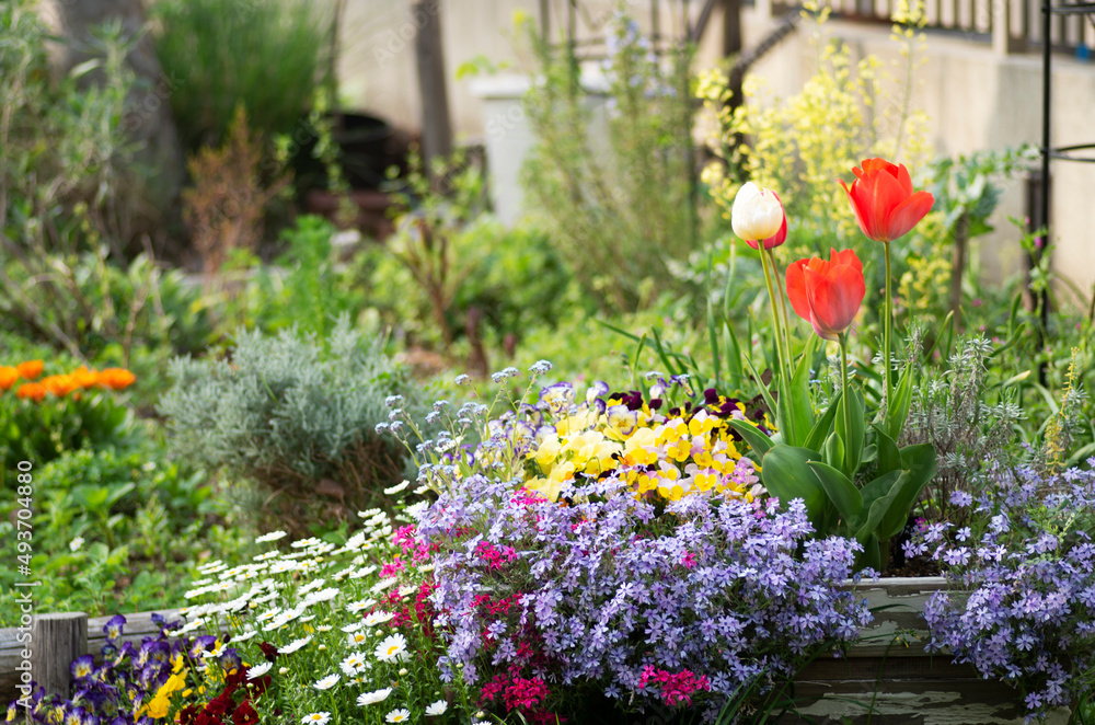 花壇の花 Flower Bed Stock Photo Adobe Stock 花壇の花 Flower Bed Stock Photo Adobe Stock