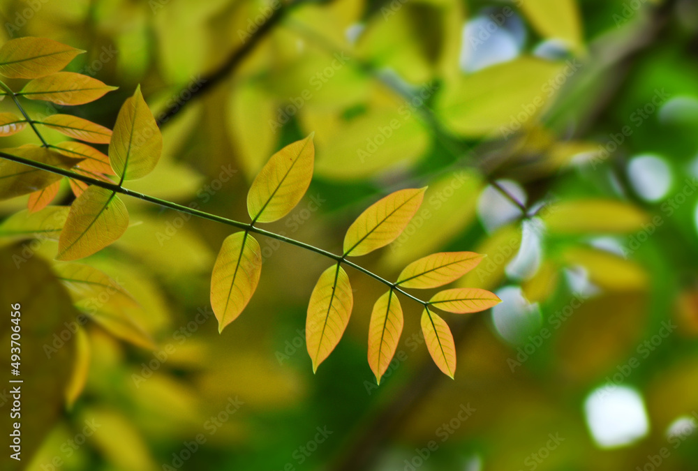 Obraz premium Beautiful tree leaves growing in the early spring forest
