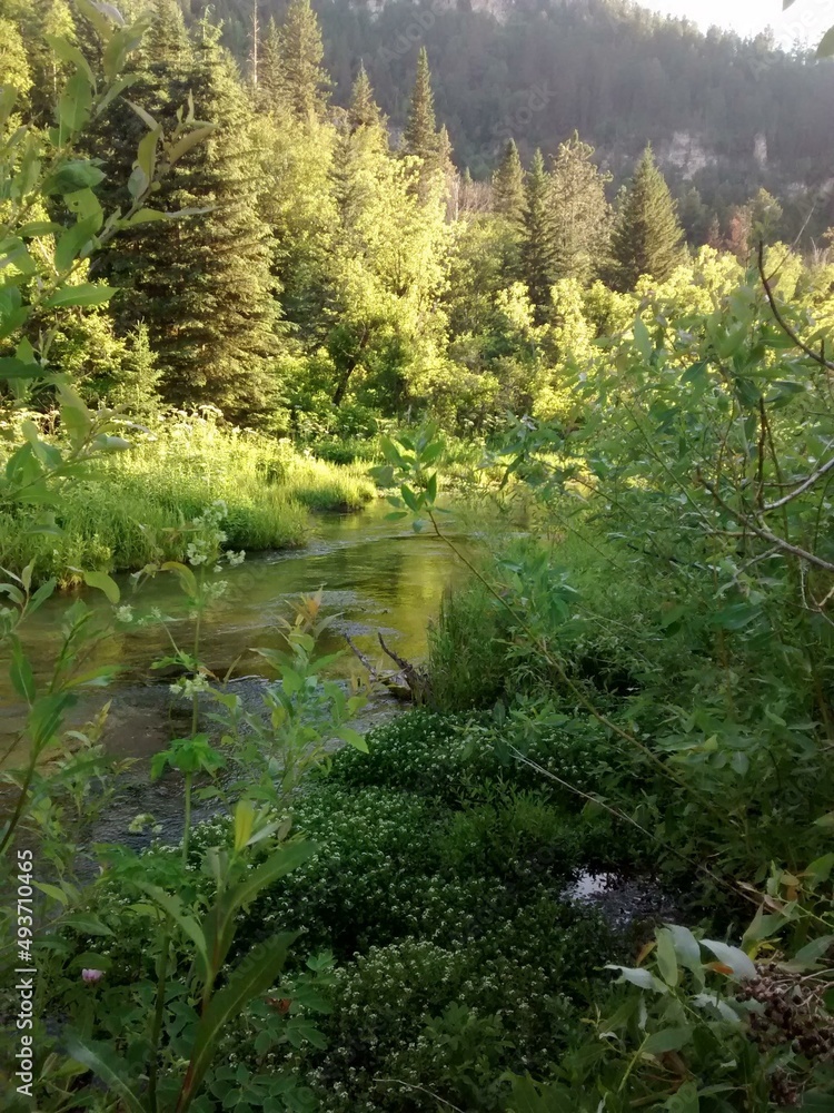 Fototapeta premium stream in the forest