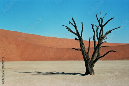 tree in the desert © AJ
