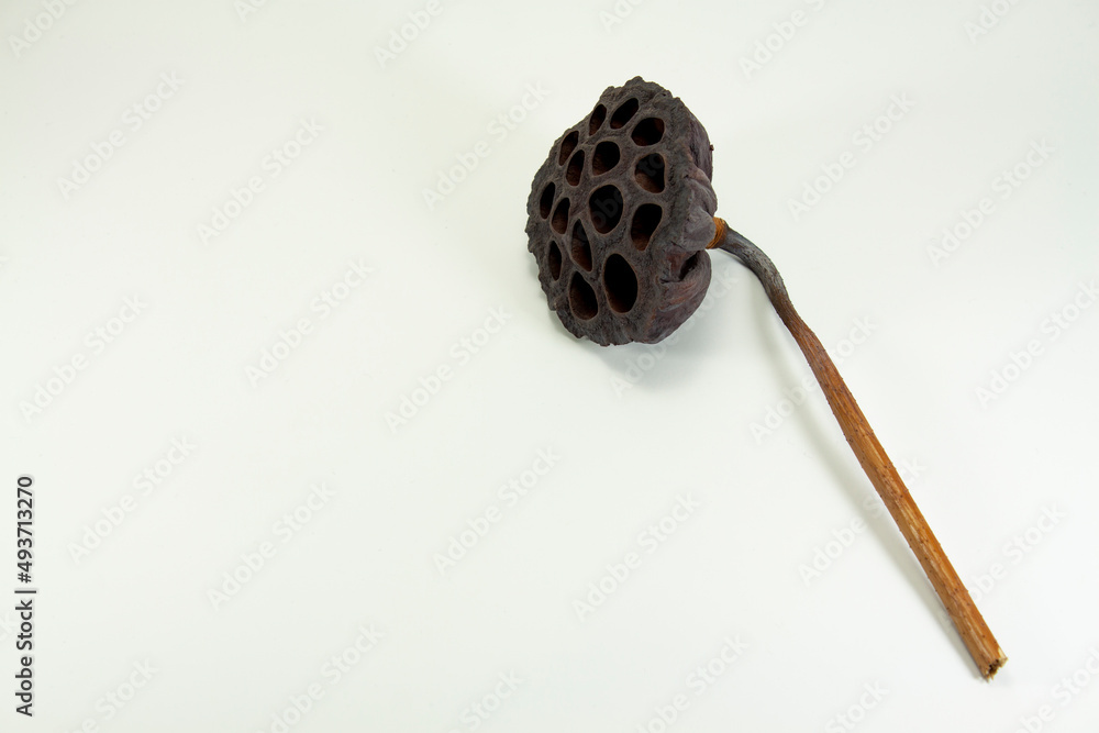 Dried Lotus seed pods, Tropical flowers dry isolated on white background Dried Lotus seed pods, Tropical flowers dry isolated on white background