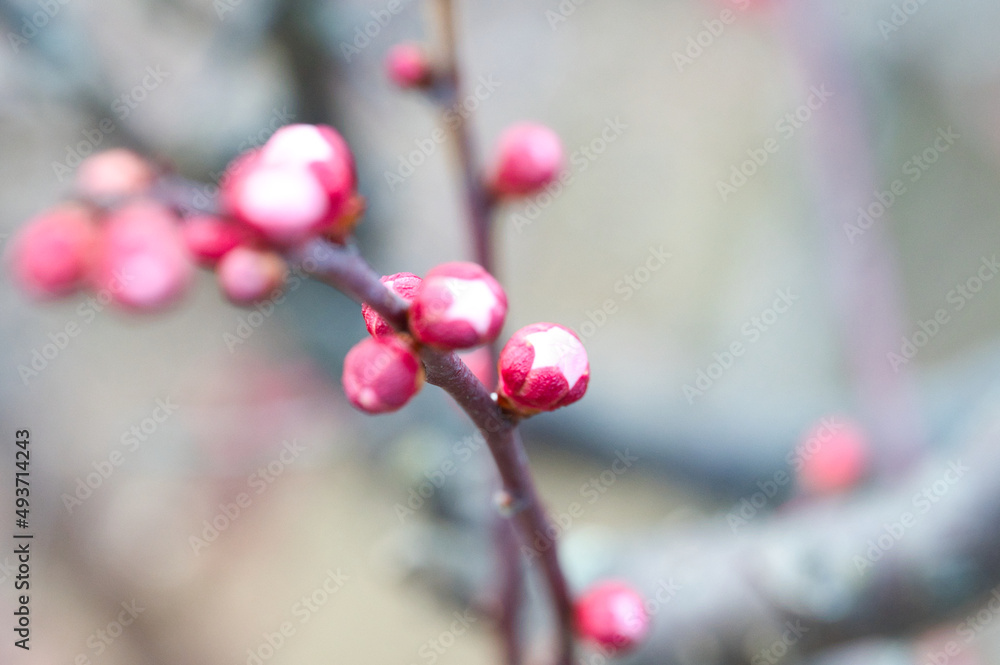 紅梅・白梅いろいろ 紅梅・白梅いろいろ