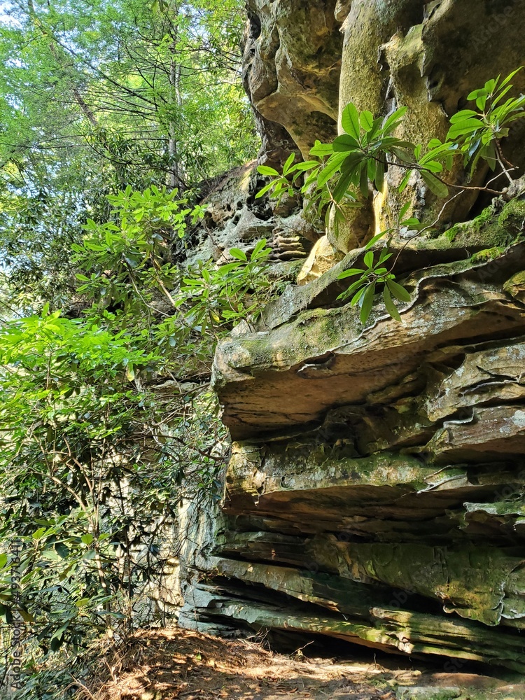 Trees growing up a rock face